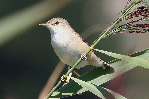 Reed Warbler by Miranda Collett