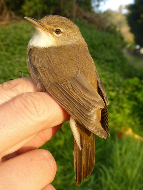 Reed Warbler by David Buxton