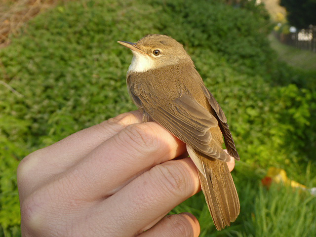 Reed Warbler by David Buxton