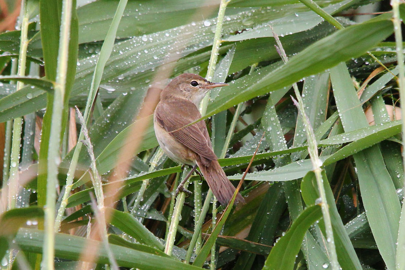 Reed Warbler by Roy Filleul