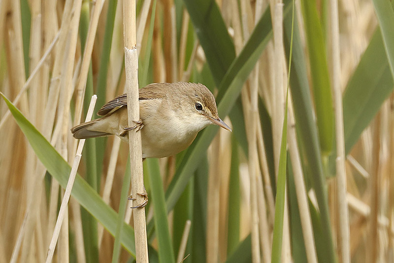 Reed Warbler by Mick Dryden