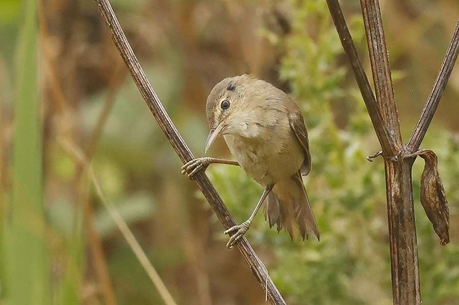 Reed Warbler by Mick Dryden