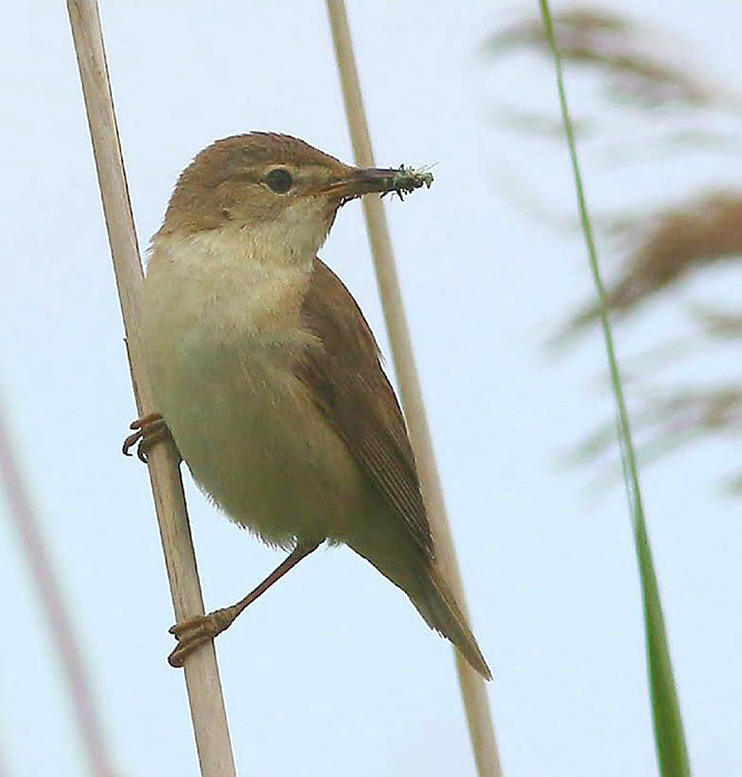 Reed Warbler by Keith Pyman