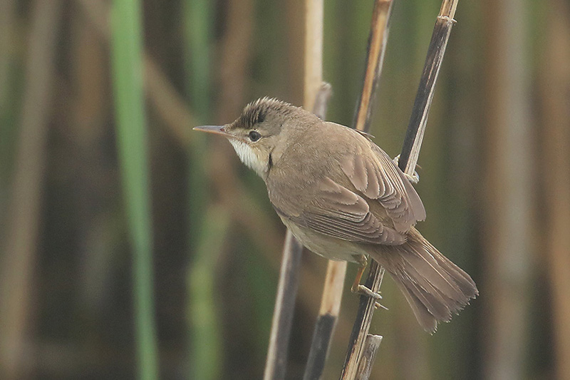 Reed Warbler by Mick Dryden