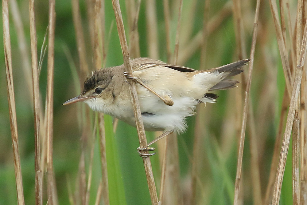 Reed Warbler by Mick Dryden