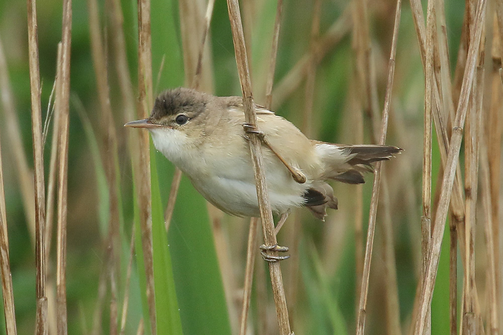 Reed Warbler by Mick Dryden