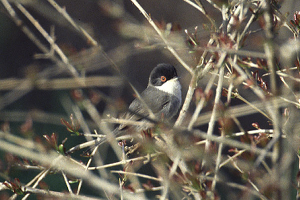 Sardinian Warbler by Mick Dryden