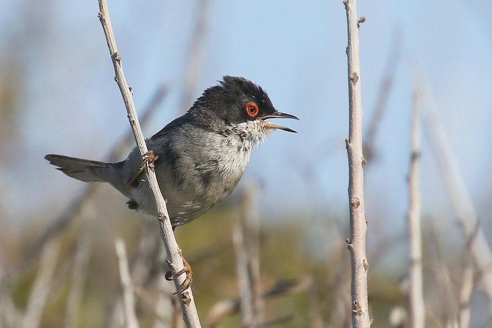 Sardinian Warbler by Mick Dryden