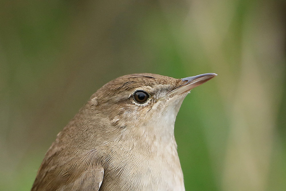 Savi's Warbler by Mick Dryden
