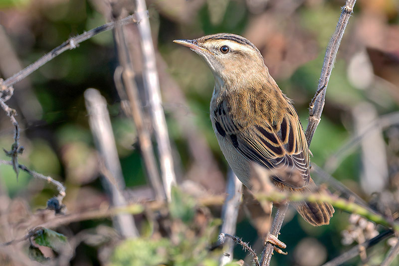 Sedge Warbler by Romano da Costa