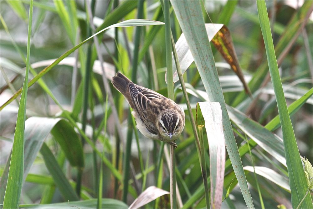 Sedge Warbler by Tony Paintin