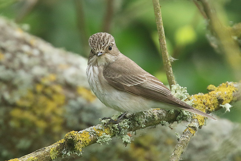 Spotted Flycatcher by Mick Dryden