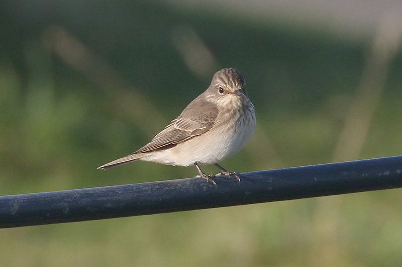 Spotted Flycatcher by Mick Dryden