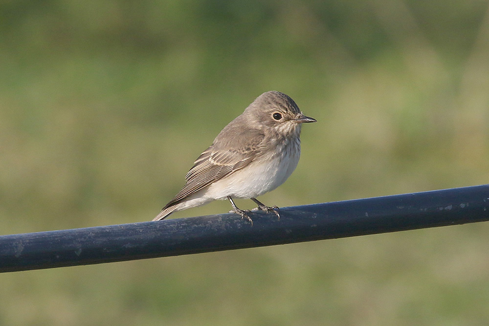 Spotted Flycatcher by Mick Dryden