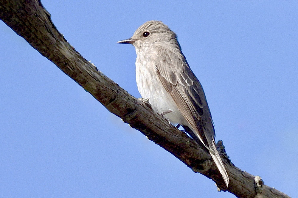 Spotted Flycatcher by Jo Bramley