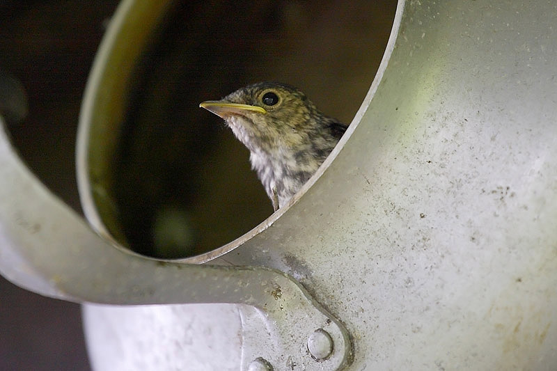 Spotted Flycatcher by Tony Wright