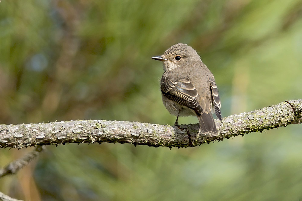 Spotted Flycatcher by Romano da Costa