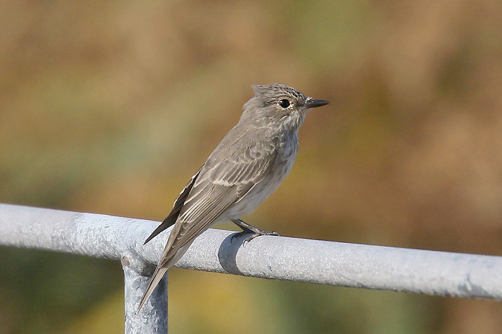 Spotted Flycatcher by Mick Dryden