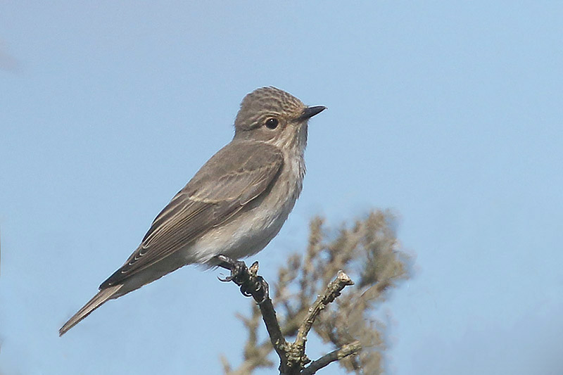 Spotted Flycatcher by Mick Dryden