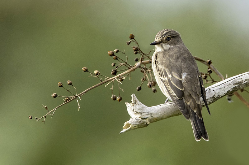 Spotted Flycatcher by Romano da Costa