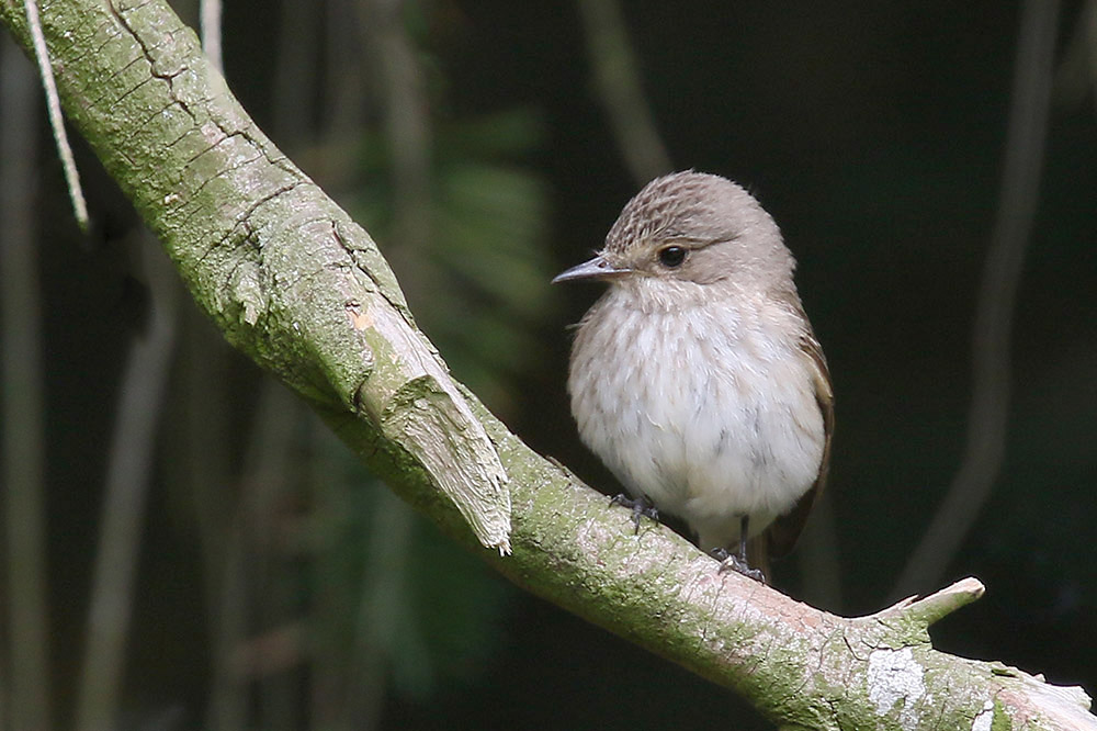 Spotted Flycatcher by Mick Dryden