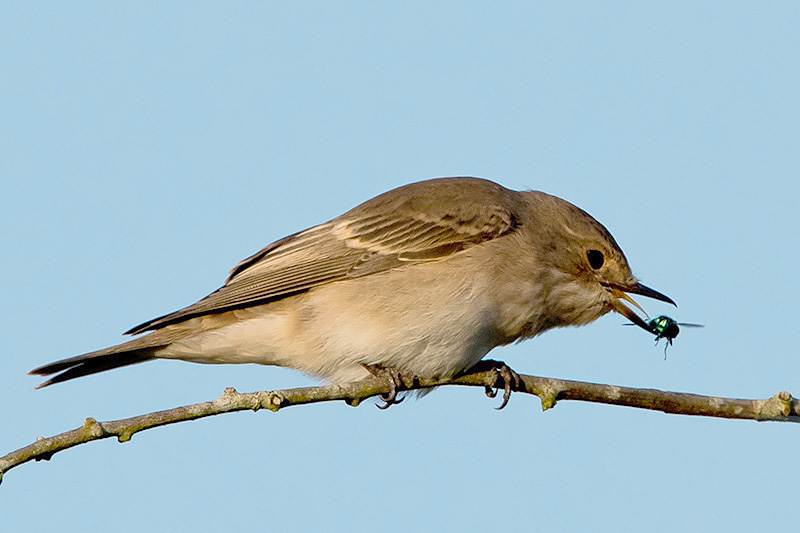 Spotted Flycatcher by Romano da Costa