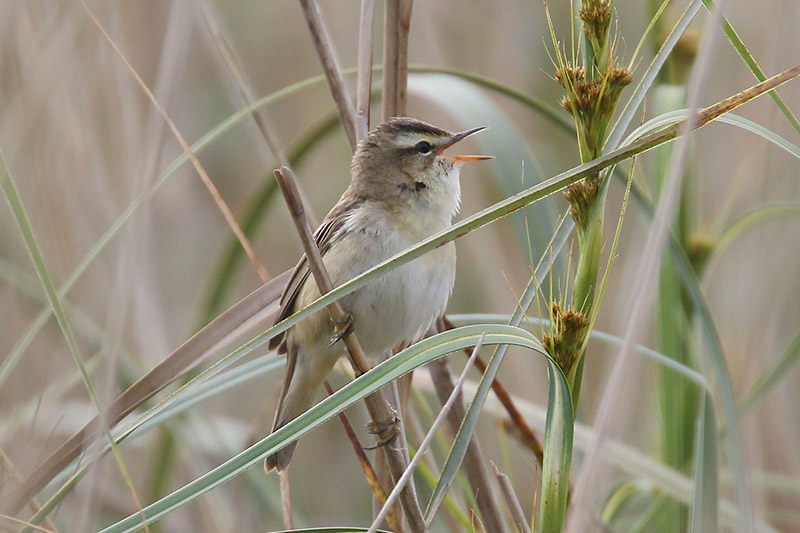 Sedge Warbler by Mick Dryden