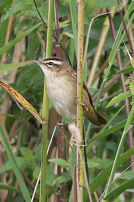 Sedge Warbler by Keith Pyman