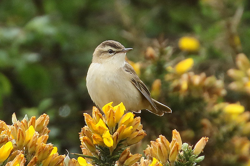 Sedge Warbler by Mick Dryden