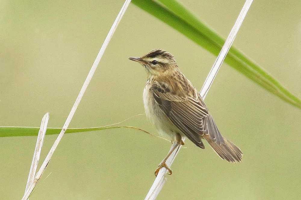 Sedge Warbler by Mick Dryden