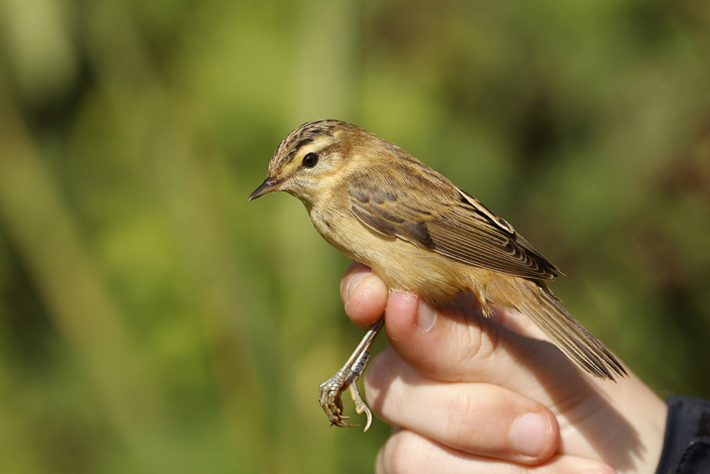 Sedge Warbler by Mick Dryden