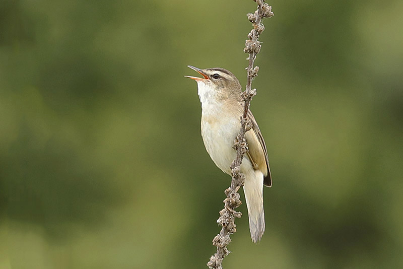 Sedge Warbler by Mick Dryden