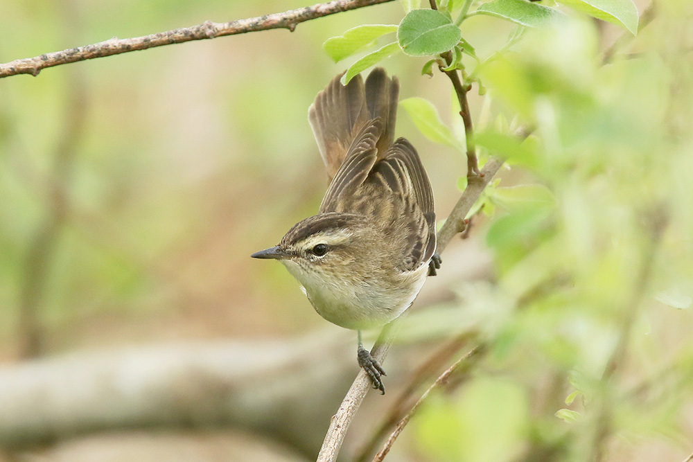 Sedge Warbler by Mick Dryden