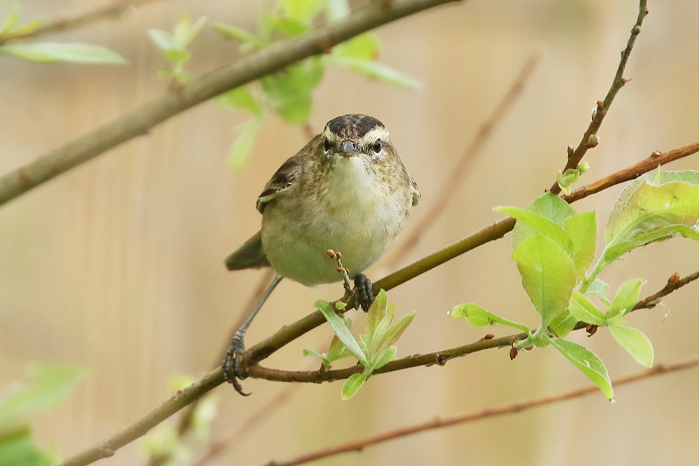 Sedge Warbler by Mick Dryden