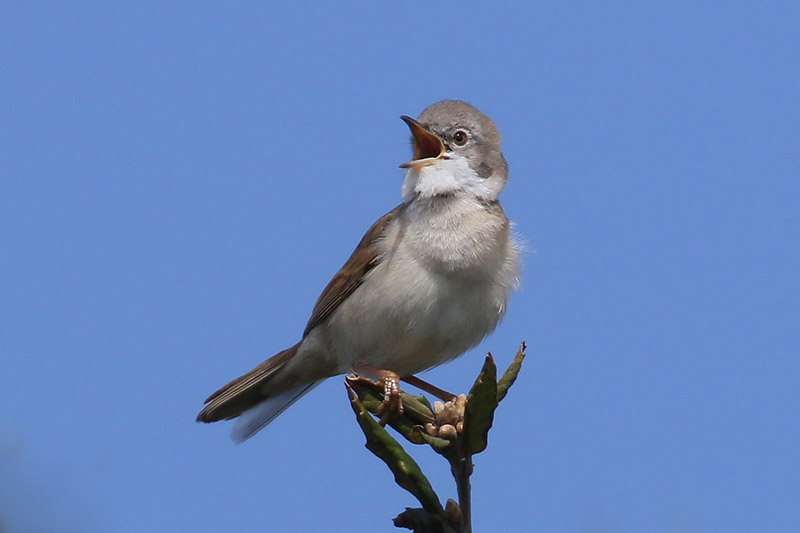 Whitethroat by Mick Dryden