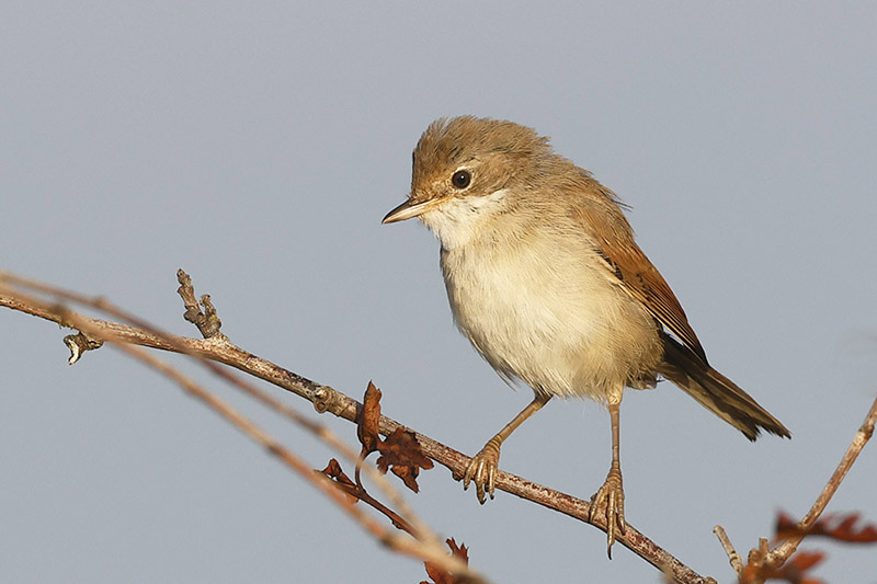 Whitethroat by Mick Dryden