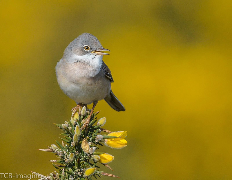 Whitethroat by Tony Wright