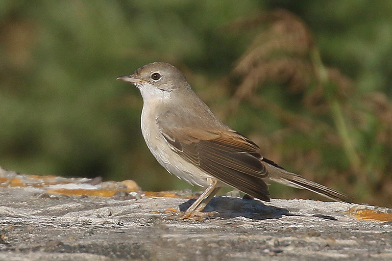 Whitethroat by Mick Dryden