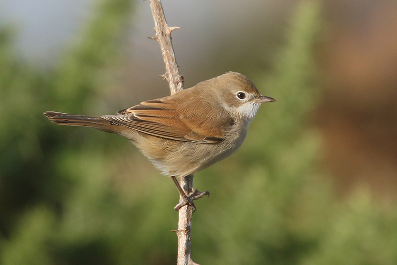 Whitethroat by Mick Dryden