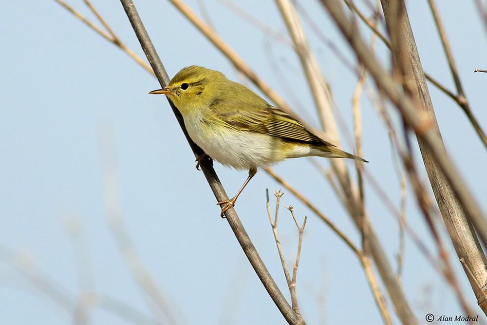 Wood Warbler by Alan Modral