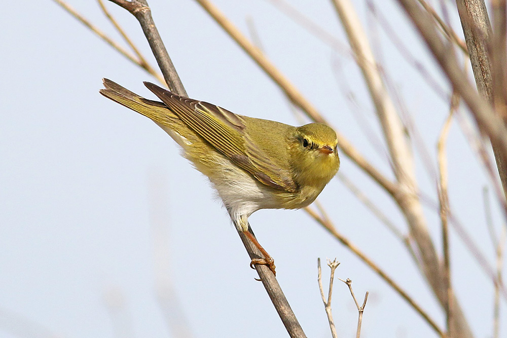 Wood Warbler by Alan Modral