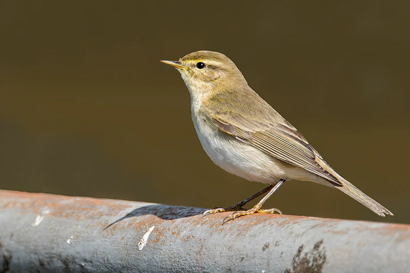 Willow Warbler by Romano da Costa