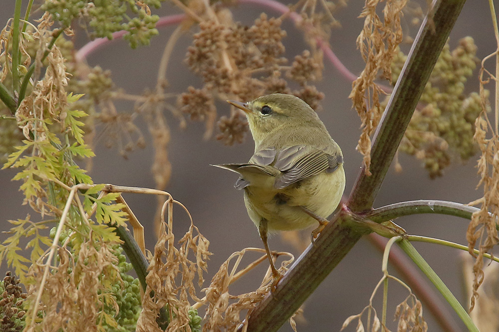 Willow Warbler by Mick Dryden