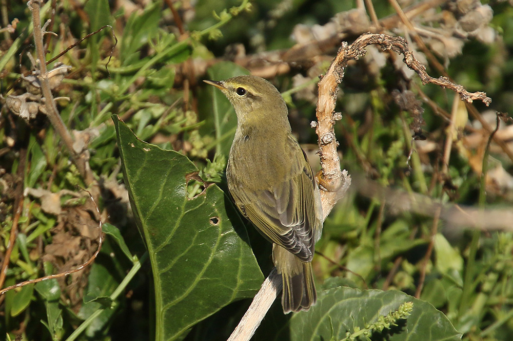 Willow Warbler by Mick Dryden