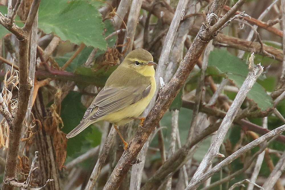 Willow Warbler by Mick Dryden