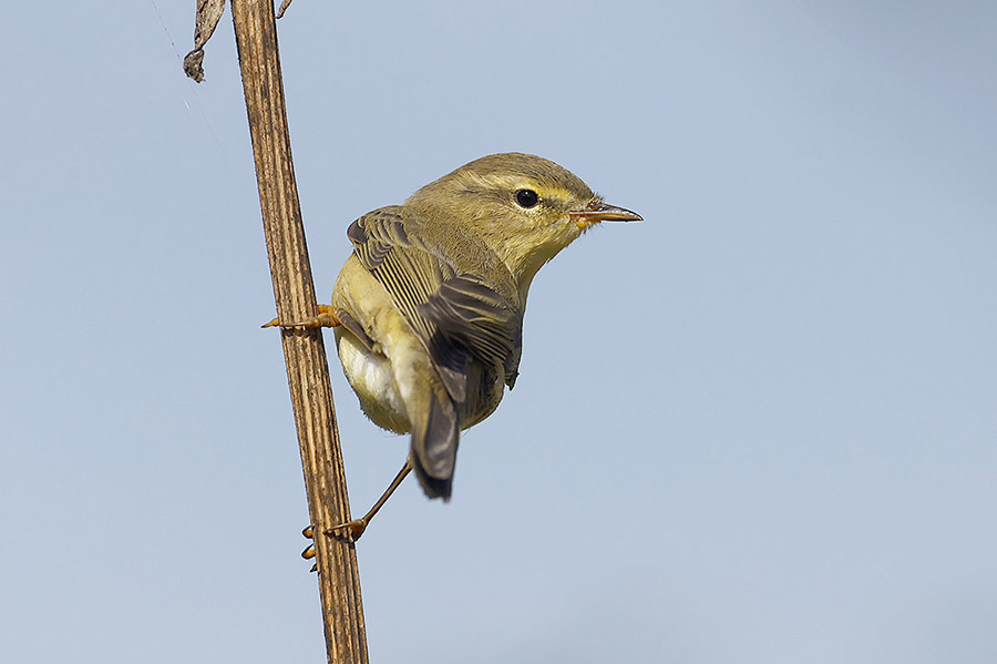 Willow Warbler by Mick Dryden