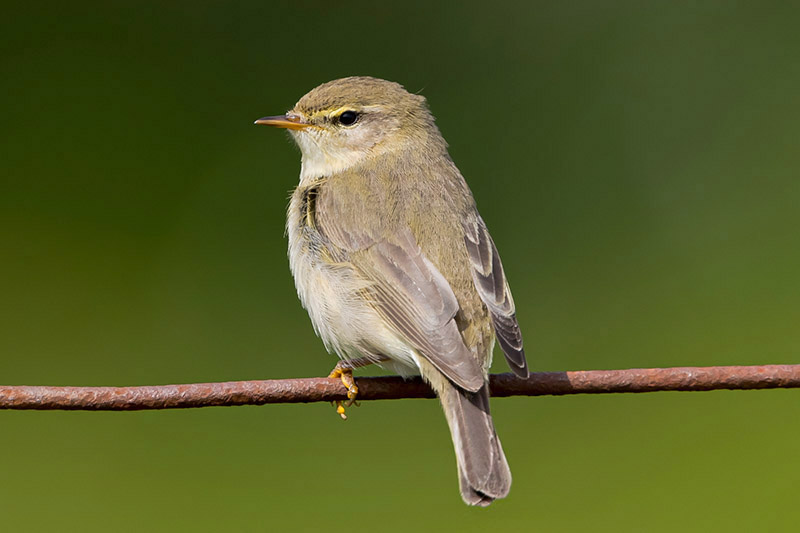 Willow Warbler by Romano da Costa