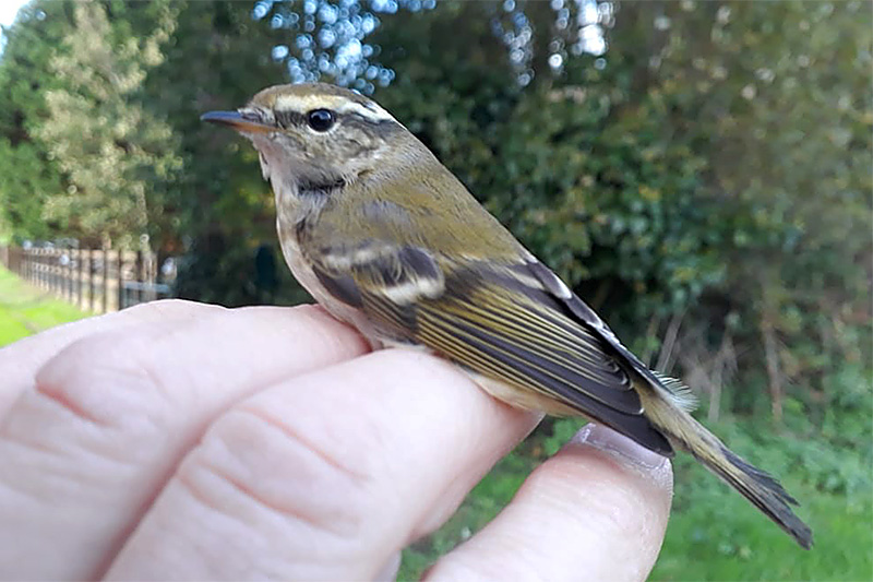 Yellow browed Warbler by David Buxton