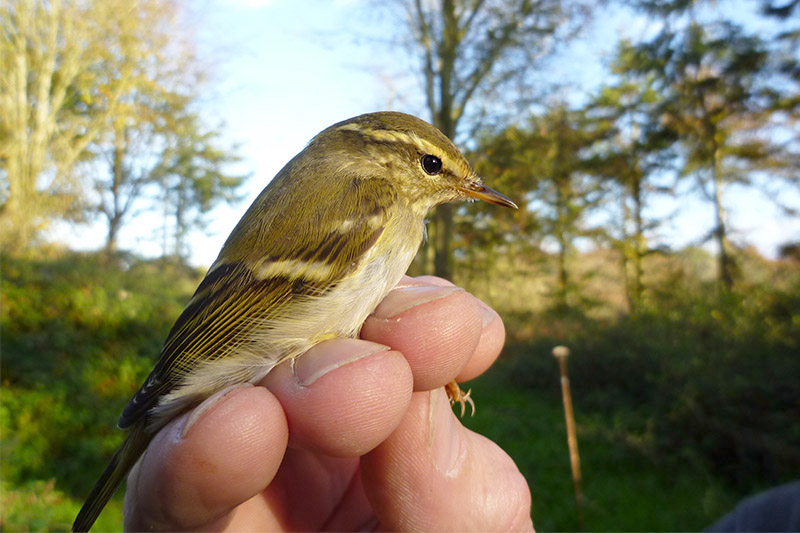 Yellow-browed Warbler by Cristina Sellares