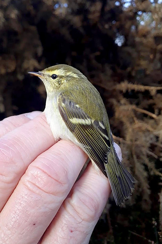 Yellow browed Warbler by David Buxton